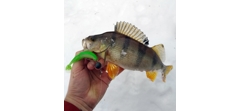 Силикон Sawamura One'Up Shad 2.0