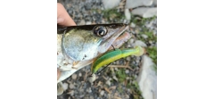 Силикон Sawamura One'Up Shad 6.0